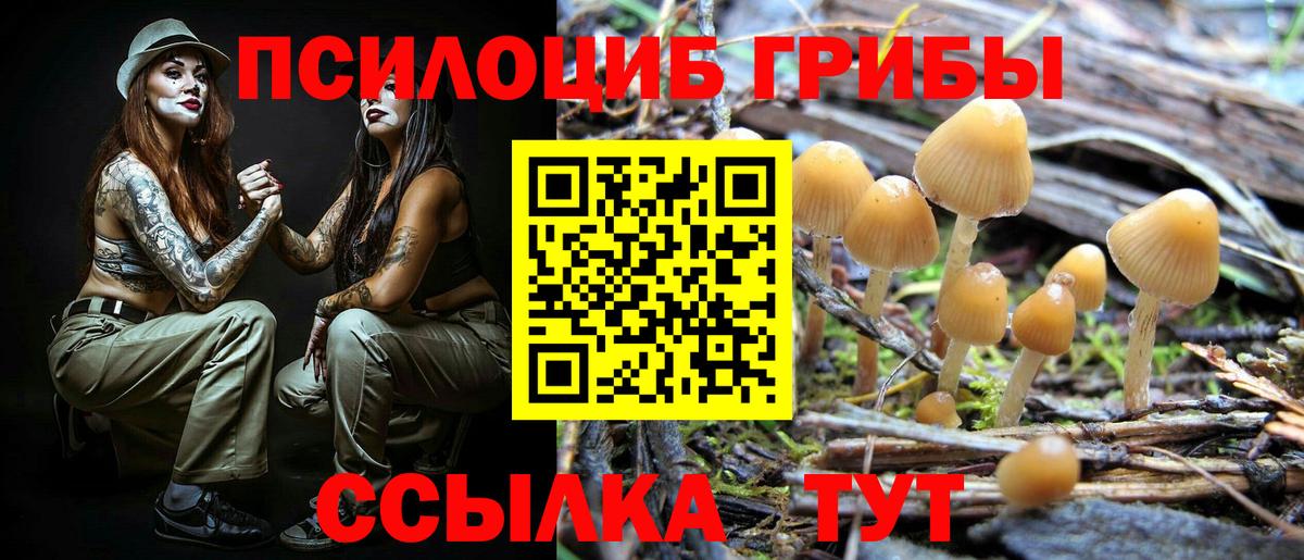 Ахтубинск  хочу наркоту  Вход с VPN  Галлюциногенные грибы Psilocybine cubensis 